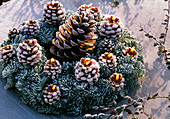 Wreath made of Abies nobilis (Nobilistanne) with candles in the shape of cones