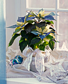 Euphorbia pulcherrima (Weihnachtsstern) als Fantasiestern