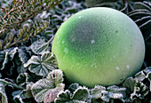 Green glass ball in Waldsteinia geoides (forest stonecrop) in hoarfrost
