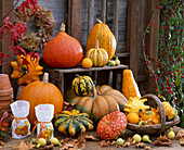 Arrangement mit Cucurbita (Kürbissen) auf der Terrasse, Windlichter