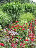 Red summer bed with Dahlia (dahlias), Ricinus (castor beans), Antirrhinum