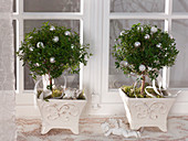 Myrtus communis (Bride's myrtles) in square keramin planters