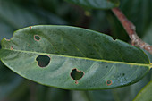 Prunus laurocerasus (Kirschlorbeer), Blatt mit Schrotschuß