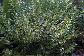 Sarcococca confusa (Fleshberry) Winter bloomer with pleasant fragrance