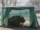 Protect rhododendron (alpine rose) from sun and wind in winter