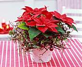 Euphorbia pulcherrima (Weihnachtsstern) mit Kranz aus Cornus (Hartriegel)