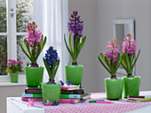 Hyacinthus 'Pink Pearl' 'Purple Sensation' 'Blue Pearl' (Hyazinthen)