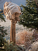 Rosa (Hochstammrose) packed with reed bag and reed mat