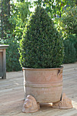 Buxus sempervirens (boxwood pyramid) in terracotta pot on feet