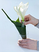Table decoration with amaryllis and cobbler's palm (5/6)