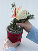 Christmas table decoration with Amaryllis