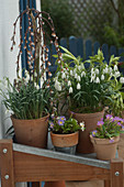 Galanthus nivalis (Schneeglöckchen), Primula (Primeln), Salix 'Kilmarnock'