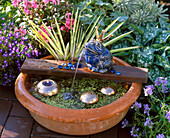 Small water feature: Terracotta bowl with Acorus (dwarf calamus)