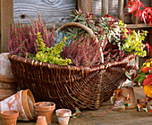 Willow basket with purchased Calluna 'Garden Girls'