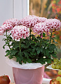 Chrysanthemum grandiflorum (large-flowered chrysanthemum)