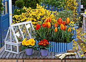 Blauer Balkonkasten mit Tulipa (Tulpen), Primula acaulis