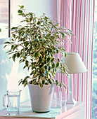 Ficus benjamina 'Starlight' (Birch fig) in a glass pot