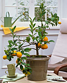 Citrus limon 'Meyer' (zitrone)