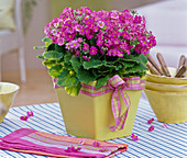 Primula malacoides (lilac primrose) in a yellow planter