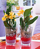 Cattleya in glasses filled with decorative sand, decorative stones, granite stones