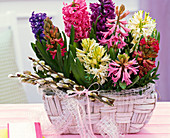 Hyacinthus (Hyazinthen), kleiner Strauß aus Salix (Kätzchenweide), Schleife