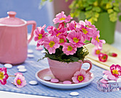 Primula acaulis (spring primrose) in espresso cup