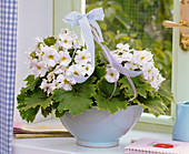 Primula malacoides (Lilac Primula) in a bowl by the window