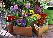 Primula (spring primroses) and Hyacinthus (hyacinths) in triangular pots