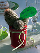 Mammillaria (wart cactus) in red glass mug with text message