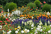 Colourful summer flower bed with Salvia farinacea (flour sage), Tagetes