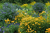 Blue-yellow summer bed with perennials and annuals