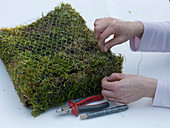 Moss bag with daffodils