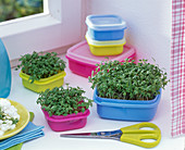 Cress sowing in food containers