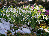 Galanthus nivalis (Snowdrop)