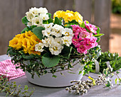 Schale mit Primula acaulis (halbgefüllten Frühlingsprimeln)