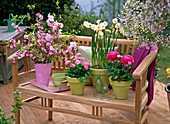 Prunus (ornamental cherry) bouquet, pots with Narcissus