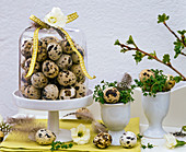 Lepidium (cress) in egg cups, quail eggs under a glass bell jar, feathers