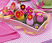 Primula (primroses) in blown-out Easter eggs as vases on tray with moss