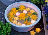 Blüten von verschiedenen Narcissus (Narzissen) und Schwimmkerzen im Wasser