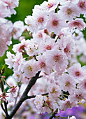 Prunus subhirtella 'Autumnalis' (Zierkirsche)