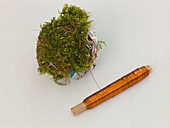 Moss ball with rose (3/5)