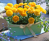 Ranunculus box