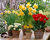 Narcissus 'Trena' 'Sunshine' (Narzissen), Tulipa 'Red Paradise'