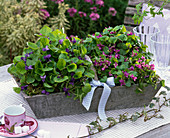 Viola odorata (fragrance violet) in blue and pink in gray wooden basket
