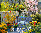 Forsythia (gold bells) with Easter eggs, Prunus (ornamental cherry)