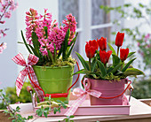 Hyacinthus (Hyazinthen), Tulipa 'Red Paradise' (Tulpen)