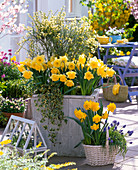 Selbstgebauter Holzkübel mit Cytisus (Ginster), Narcissus