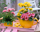 Primula acaulis and Elatior (primrose), bellis (daisies)