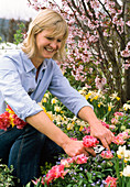 Frau schneidet Tulipa (Tulpen) für Blumenstrauß
