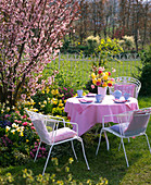 Sitzgruppe an Frühlingsbeet mit Prunus sargentii (Scharlachkirsche)